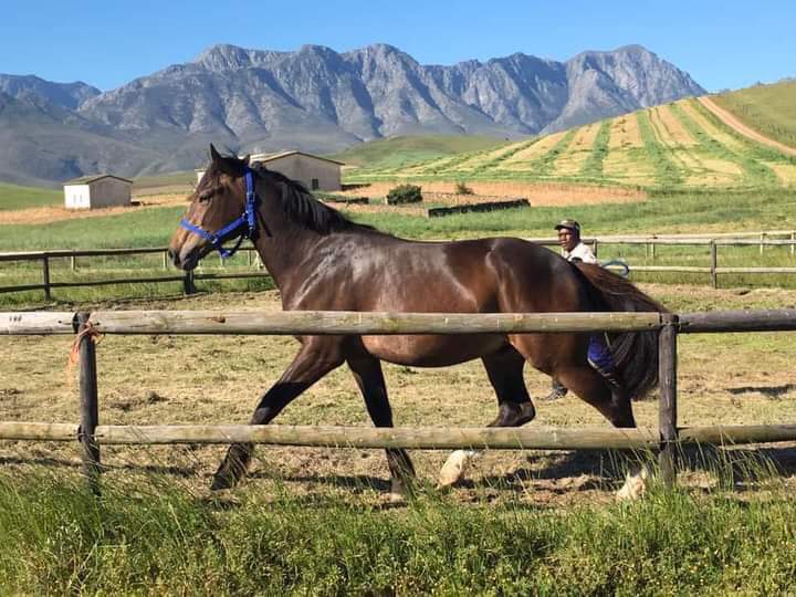 3 Bedroom Property for Sale in Bredasdorp Western Cape